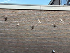 3D wanddecoratie vogel(s) - DYNA WOONDECORATIE